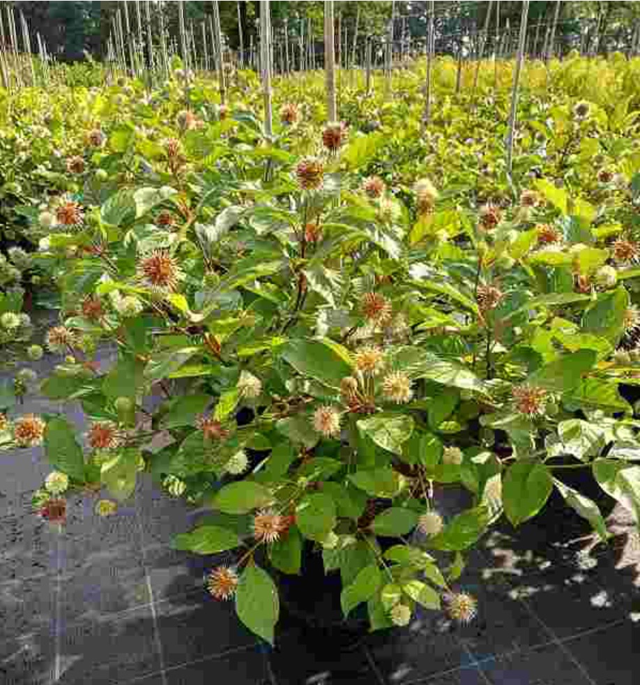 Cephalanthus occidentalis.jpg